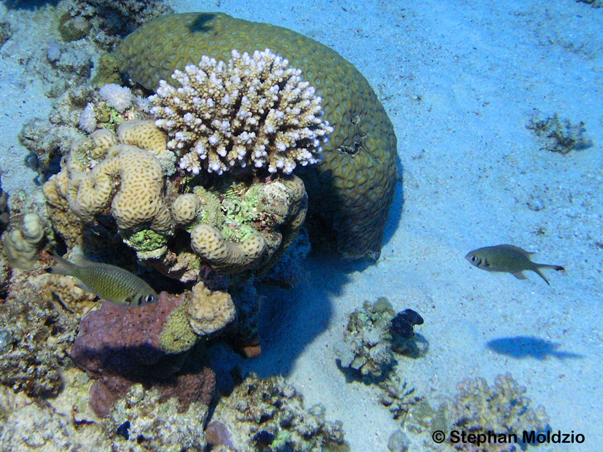 PER21 Chromis weberi P1015524.jpg